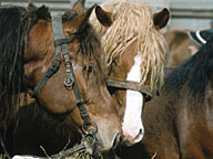 Horses